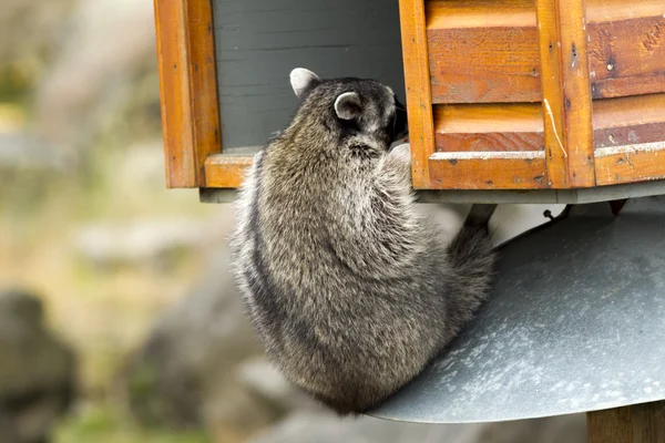 Racoon climbs into a feeding box. — Stock Photo, Image