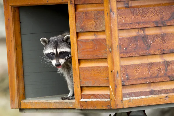 Raccoon looks out from feeding box. — Stock Photo, Image
