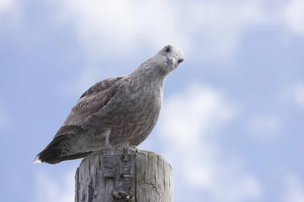 Unreife Heringsmöwe auf Pfosten. — Stockfoto