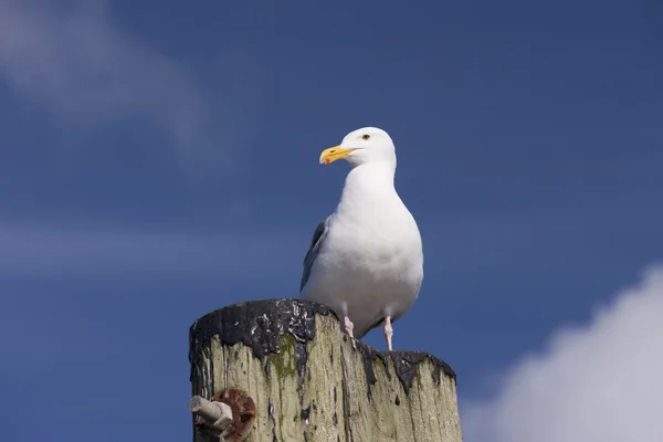 Heringsmöwe auf Posten. — Stockfoto