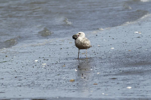 Gaviota arenque inmadura con algo en su pico . — Foto de Stock