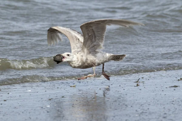 Herring Gull voa em Damon Point . — Fotografia de Stock