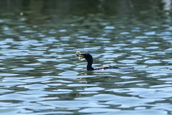 Los peces luchan por escapar del Cormorán Pelágico . — Foto de Stock