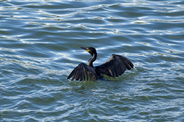 Пелагический баклан расправляет крылья в воде . — стоковое фото