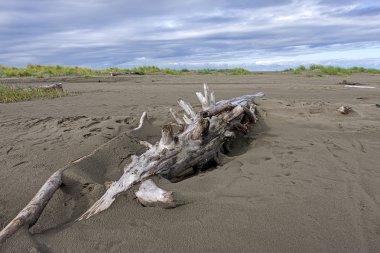 Büyük kum dalgaların karaya attığı odun.