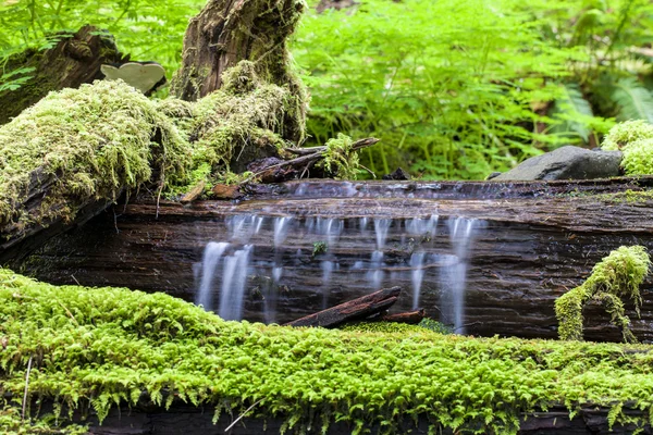 A água flui sobre um tronco . — Fotografia de Stock