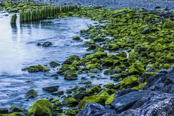 Moss omfattas klippor vid stranden. — Stockfoto