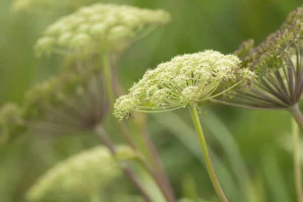 Queen Anne's lace. — Stock Photo, Image