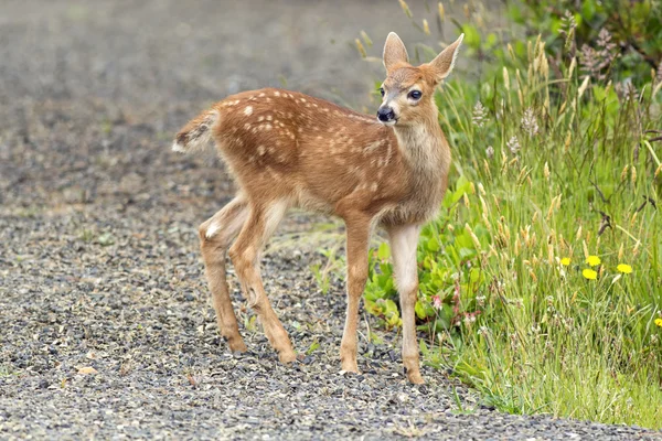 Small doe by the grass. — Stock Photo, Image