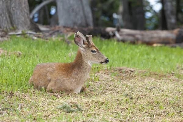 Male deer laying in the grass. — Stock Photo, Image