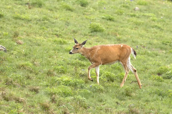 Otların arasında yürüyüş geyik.