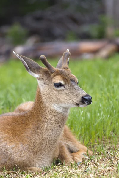 Velvet on deer's small antlers. — Stock Photo, Image