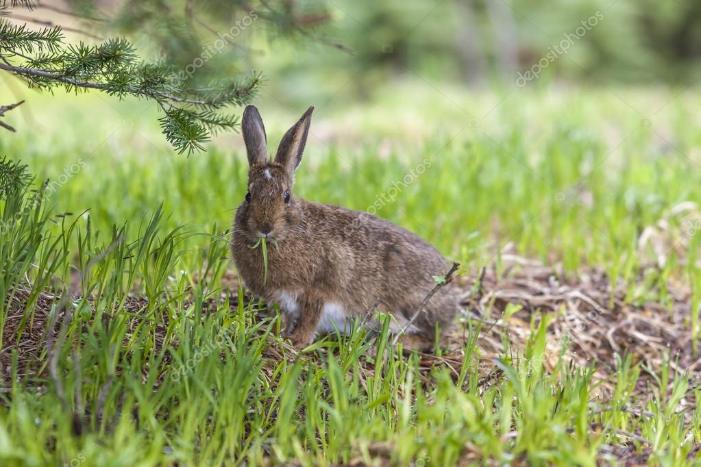 Snowshoe hare eats grass. — Stock Photo © gjohnstonphoto 116909926