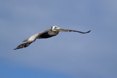Uçuş Doğu kahverengi Pelikan.