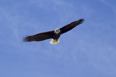 Kartal yükselen yiyecek için gökyüzünde.