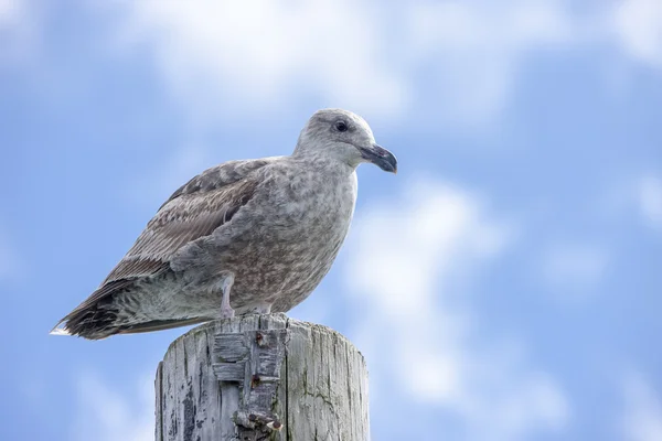 Fechar a gaivota imatura no poste . — Fotografia de Stock