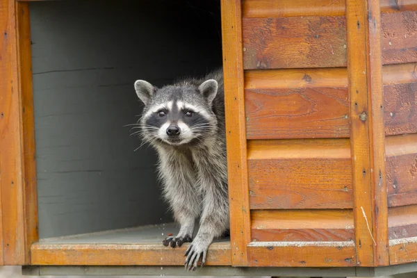 Raccoon in feeding box. — Stock Photo, Image