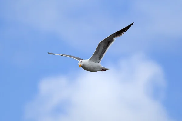 Zeemeeuw met vleugels gespreid in de lucht. — Stockfoto