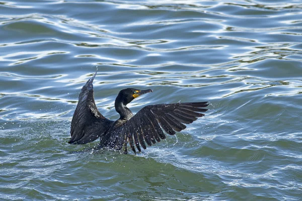 Cormoran dans l'eau . — Photo