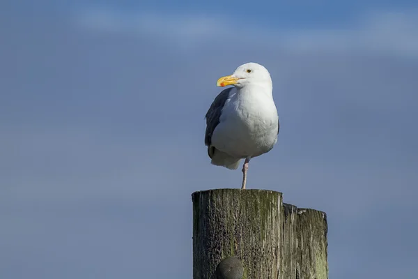 Herring gull perched on one leg. — Stock Photo, Image