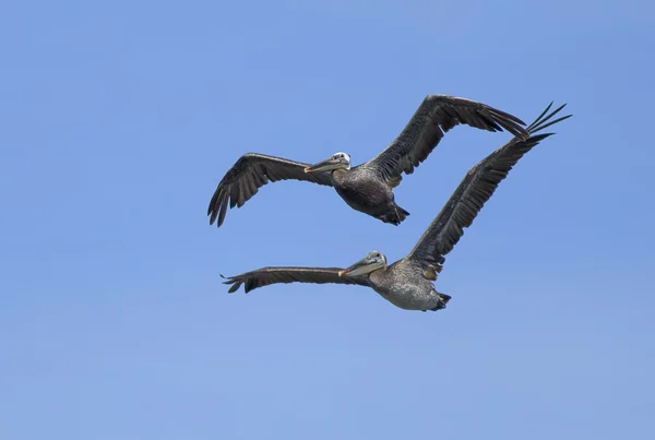 Zwei Pelikane fliegen in den Himmel. — Stockfoto
