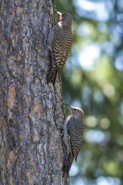 Pair of Northern Flickers on tree. — Stock Photo, Image