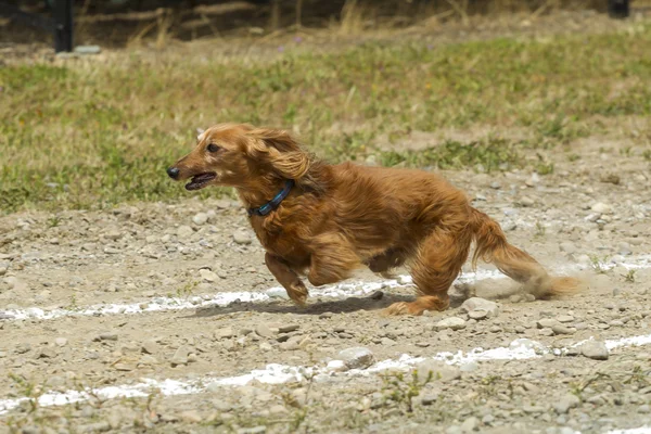 レースで長い髪の Dachsund. — ストック写真