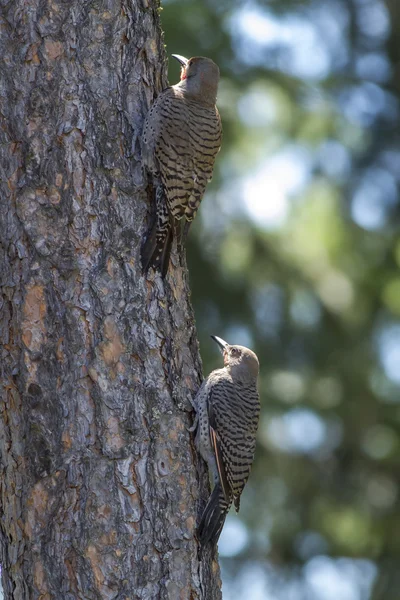 Deux Flickers du Nord dans un arbre . — Photo