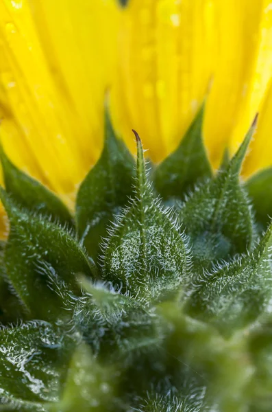 Macro of sunflower. — Stock Photo, Image