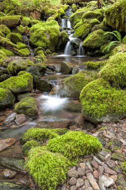 Küçük cascades bir dere boyunca.