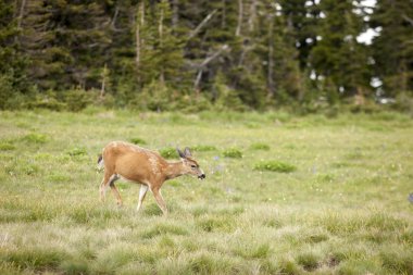 Geyik çayırda grazes.