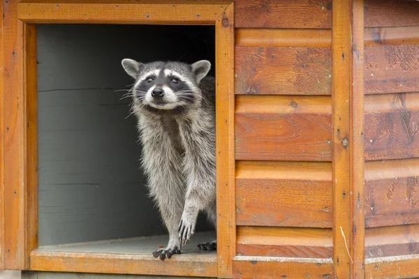 Waschbär lugt aus Futterkasten. — Stockfoto