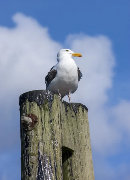 Gaviota en el puesto durante el día soleado . —  Fotos de Stock