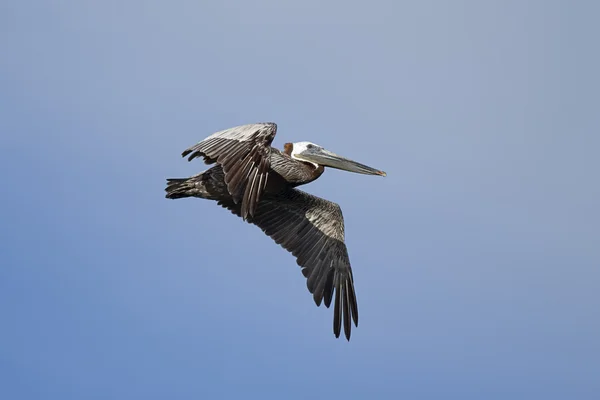 Brauner Pelikan am Himmel. — Stockfoto