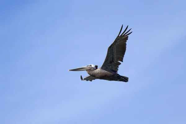 Brauner Pelikan schwebt in den Himmel. — Stockfoto