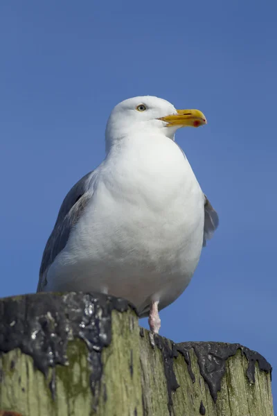 Nahaufnahme einer Möwe am Pfosten. — Stockfoto