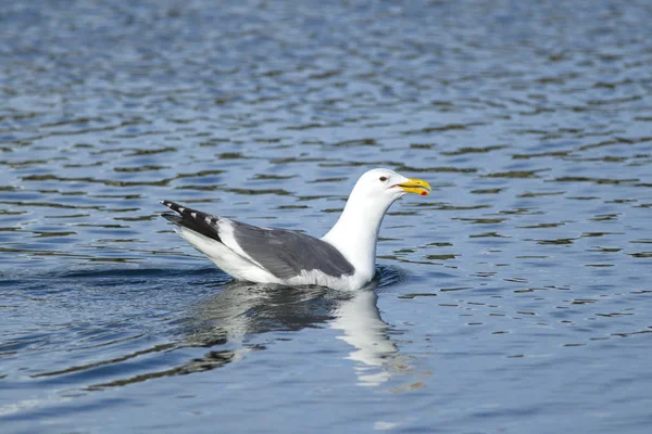 Heringsmöwe schwimmt im Wasser. — Stockfoto