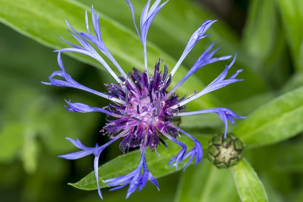 Hermosa flor de cono de Montana . — Foto de Stock