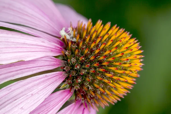 Makro květ fialový kužel. — Stock fotografie