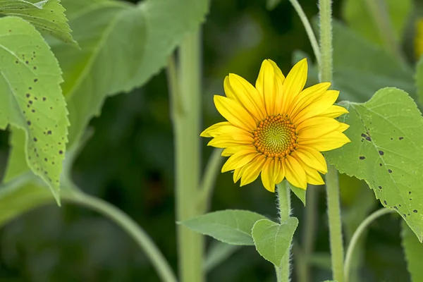 Small sunflowerom a garden. — Stock Photo, Image