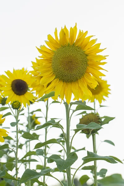 Tall gele zonnebloemen. — Stockfoto