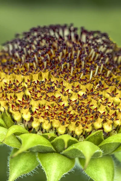 Sonnenblumen-Makrobild. — Stockfoto