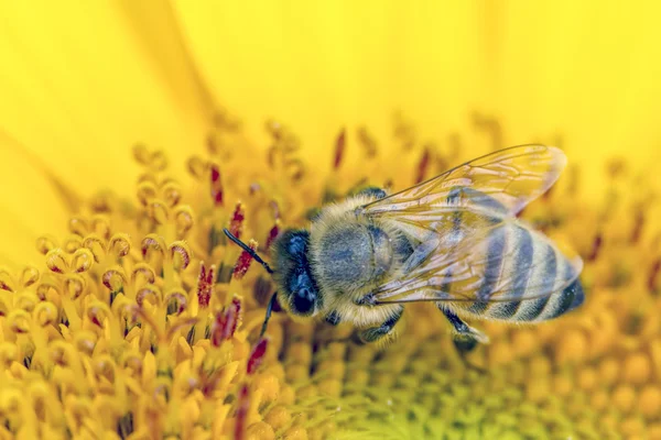 蜜蜂收集花粉. — 图库照片