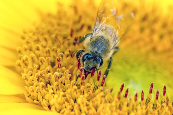 Makro av bi på blomma. — Stockfoto