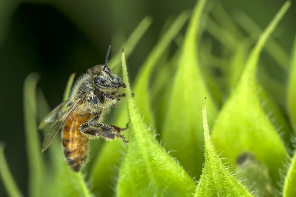 Makro Bee na zielonych roślin. — Zdjęcie stockowe