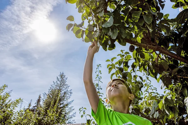 Plucking a plum on a hot day. — Stock Photo, Image