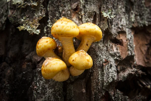 Cluster of honey mushrooms on tree. — Stock Photo, Image