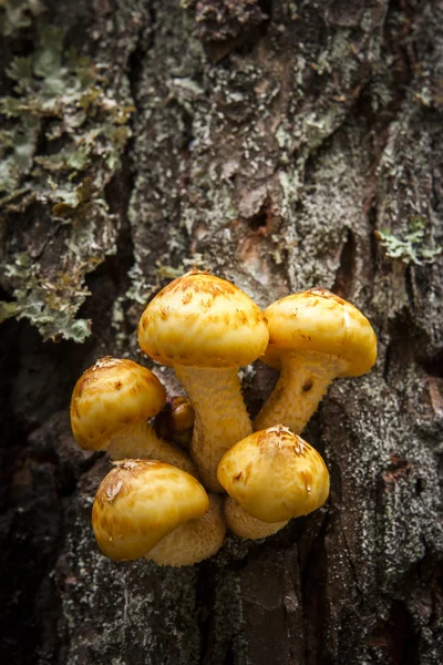 Honey mushrooms growing from tree. — Stock Photo, Image