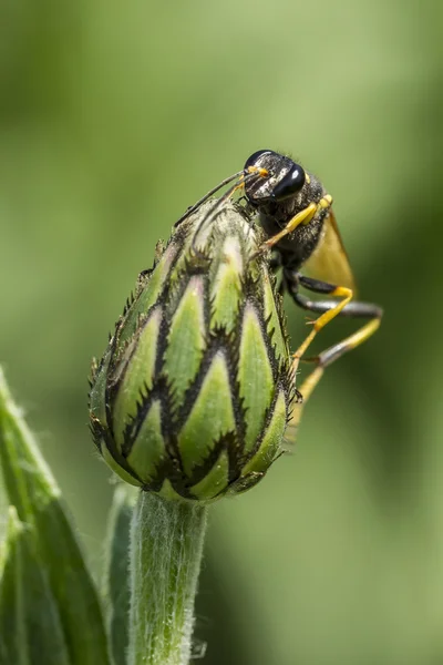 Close up de vespa de botão de flor . — Fotografia de Stock