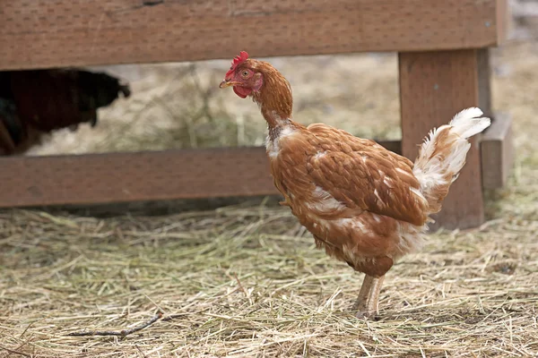 Pollo se para en la hierba . — Foto de Stock